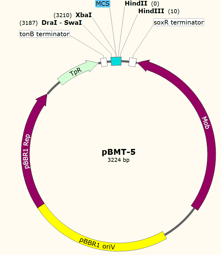 pBMT-5载体图谱
