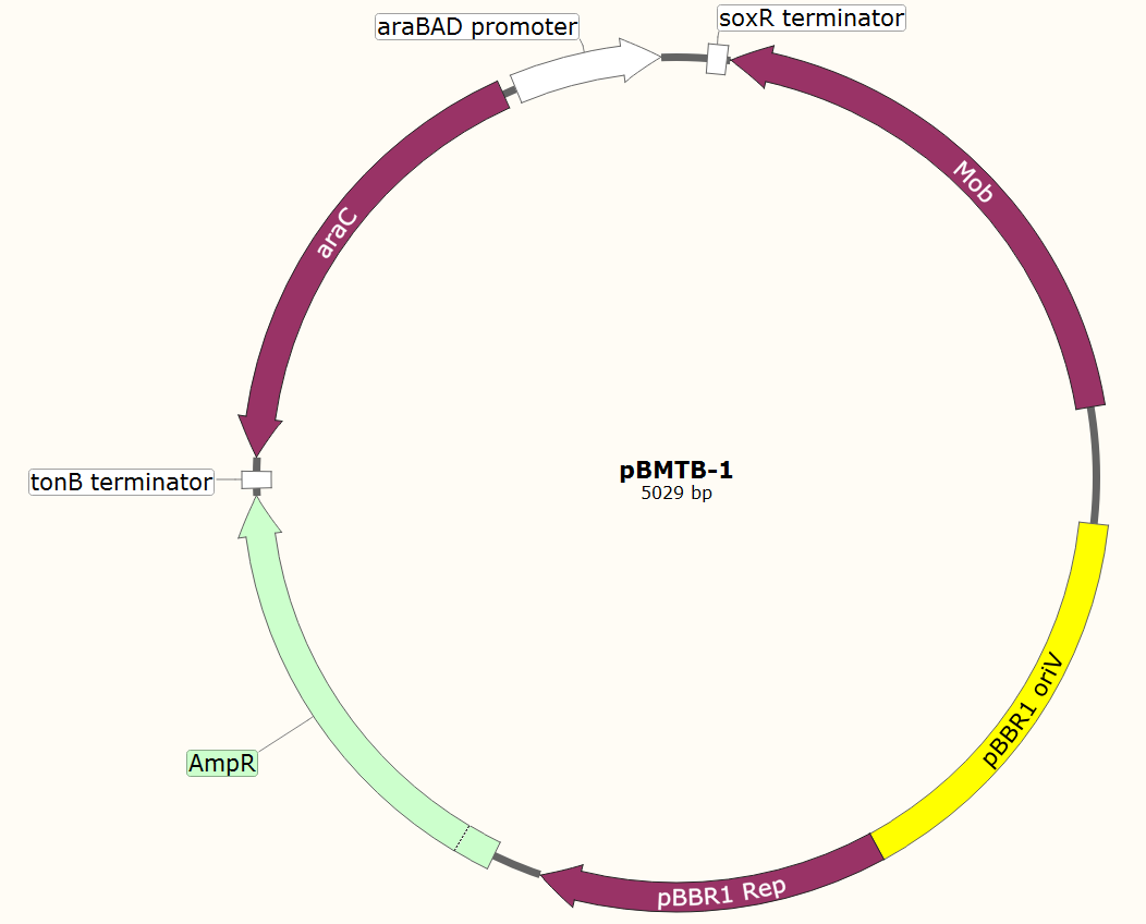 pBMTB-1载体图谱
