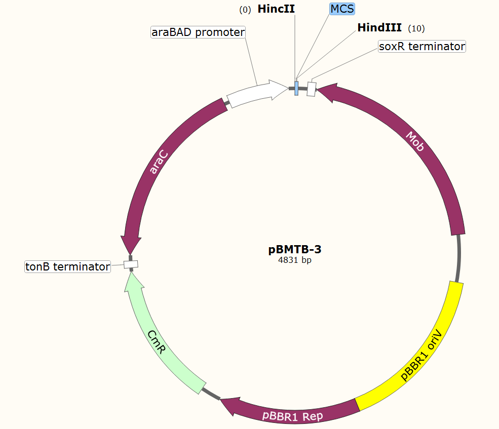 pBMTB-3载体图谱