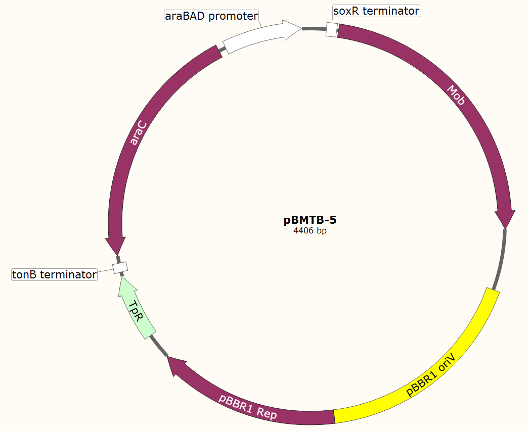 pBMTB-5载体图谱