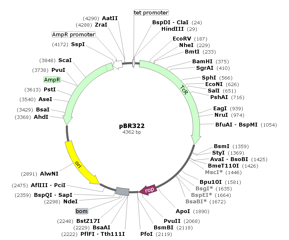 pBR322载体图谱