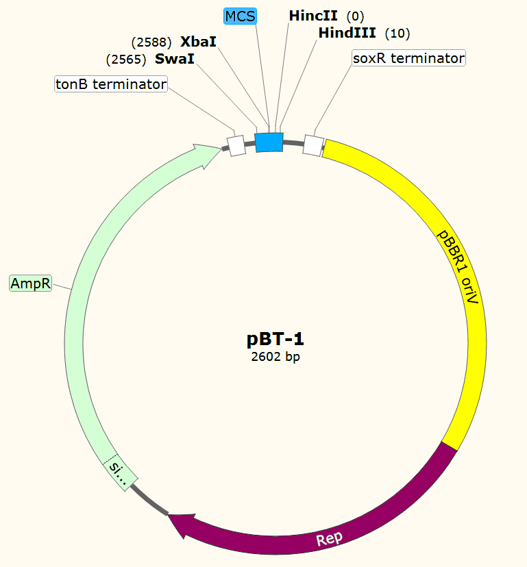 pBT-1载体图谱