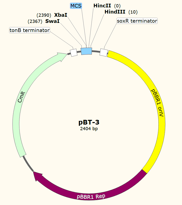 pBT-3载体图谱