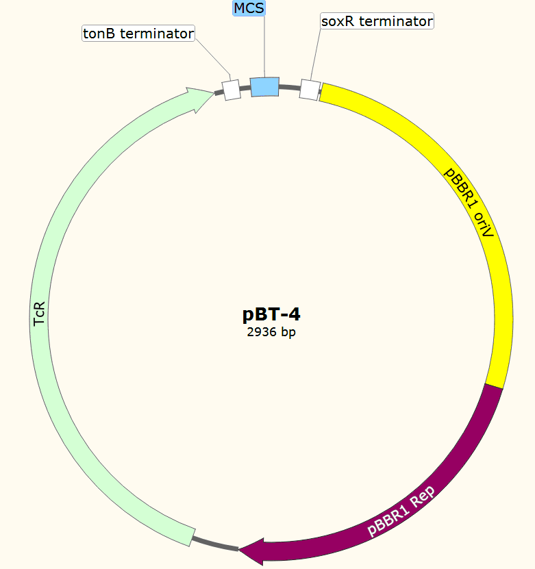 pBT-4载体图谱