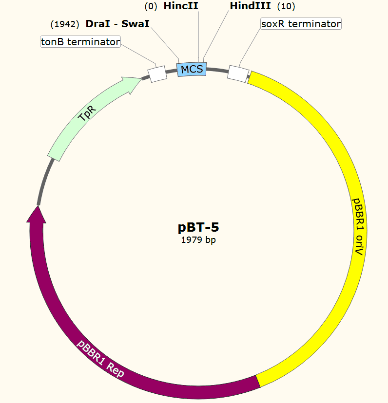 pBT-5载体图谱