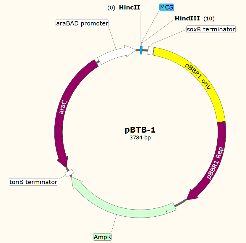pBTB-1载体图谱