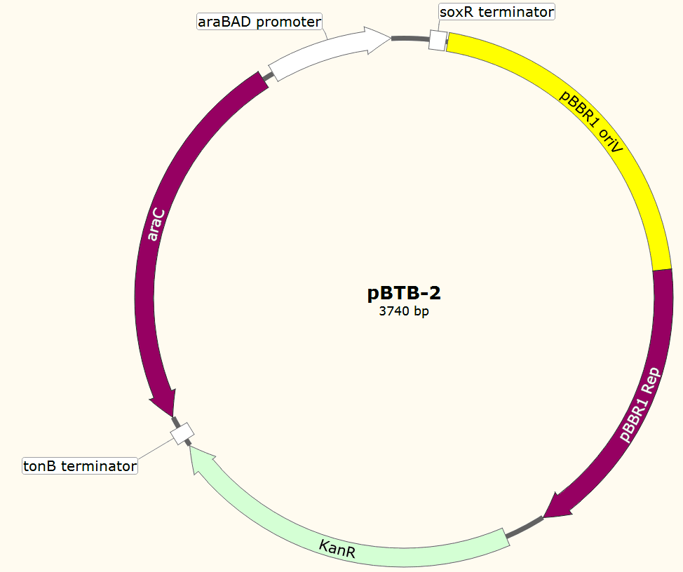 pBTB-2载体图谱