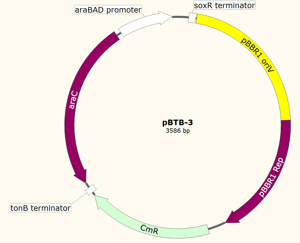 pBTB-3载体图谱