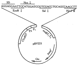 pBV221载体图谱