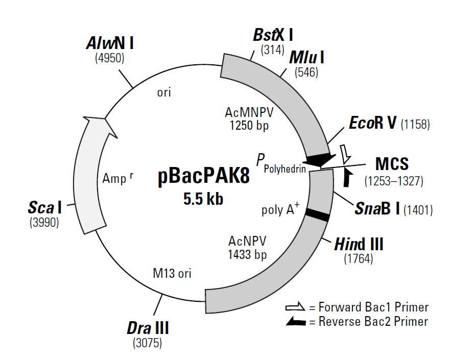 pBacPAK8 载体图谱