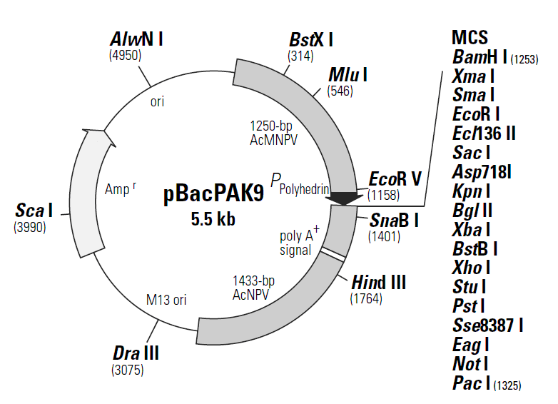pBacPAK9 载体图谱