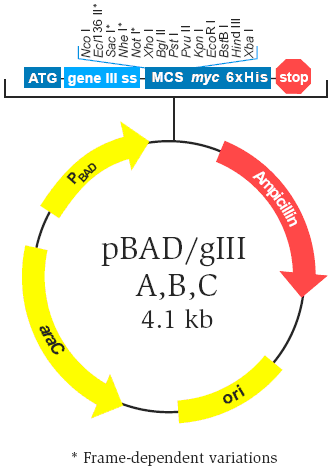 pBad/gIII C載體圖譜