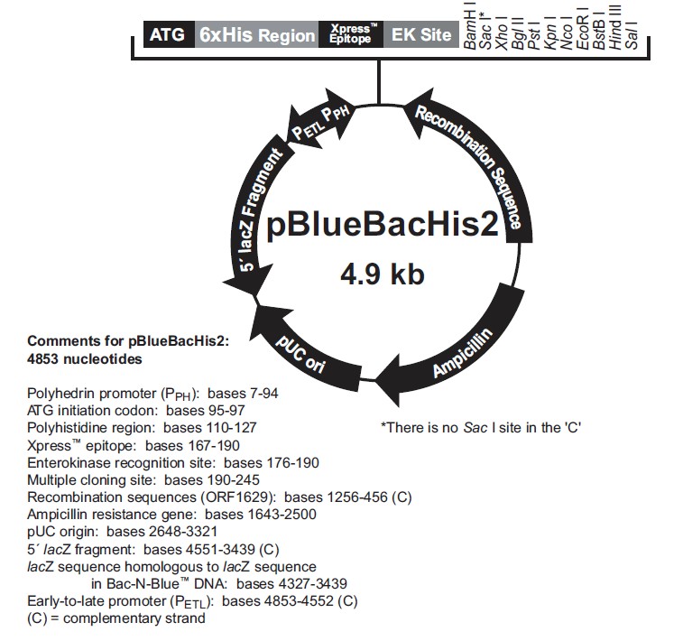 pBlueBacHis2 A载体图谱