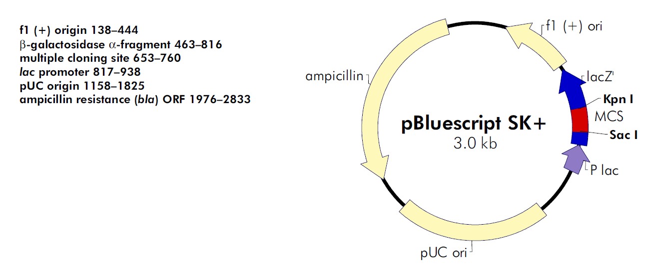 pBlueScript SK(+)載體圖譜