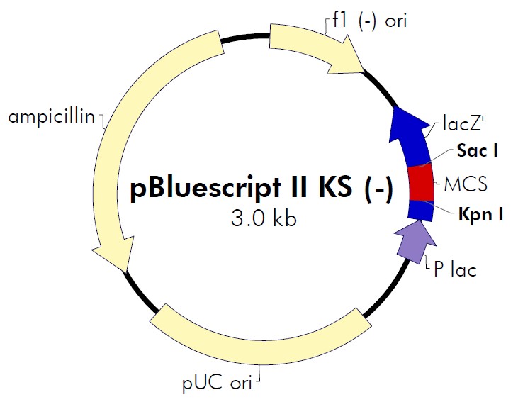 pBluescript II KS(+)載體圖譜