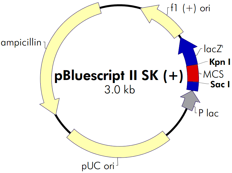 pBluescript II SK(+)載體圖譜