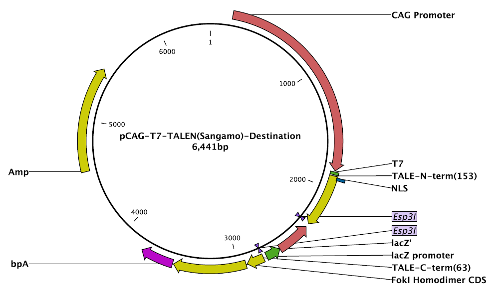 pCAG-T7-TALEN(Sangamo)-Destination載體圖譜