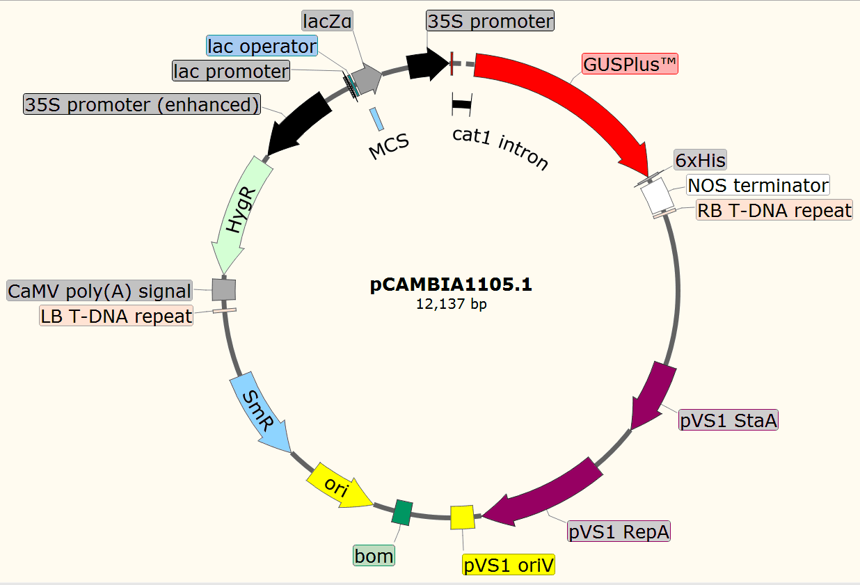 pCAMBIA1105.1载体图谱