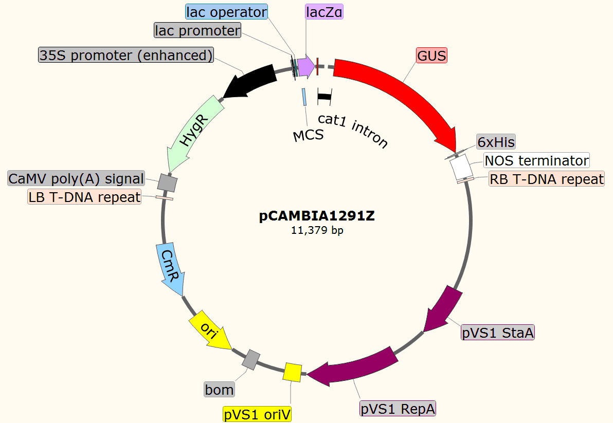 pCAMBIA1291Z載體圖譜