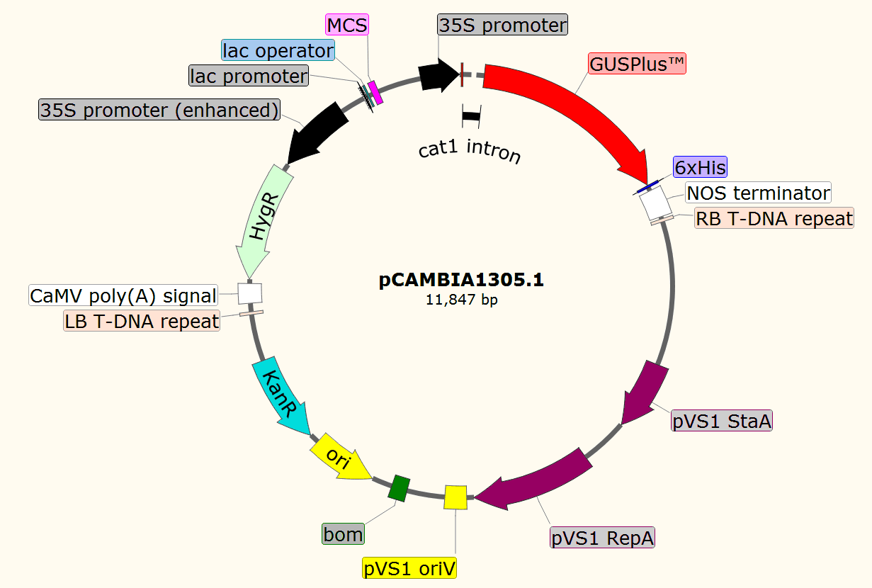 pCAMBIA1305.1载体图谱