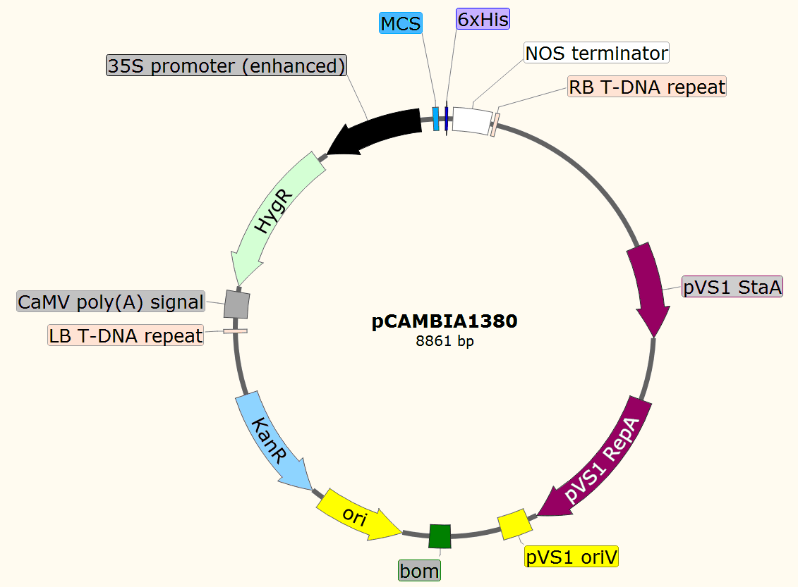 pCAMBIA1380载体图谱