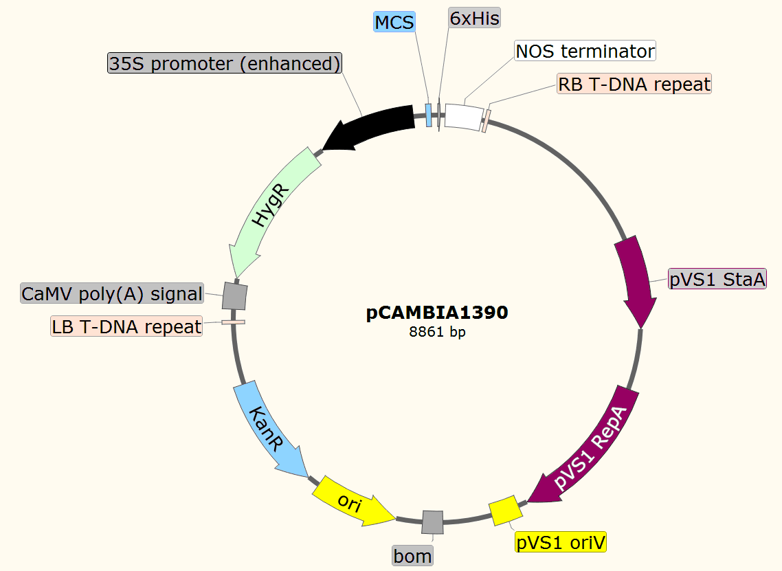 pCAMBIA1390载体图谱