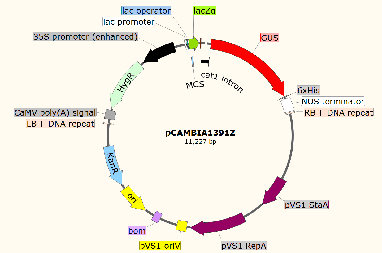 pCAMBIA1391Z载体图谱