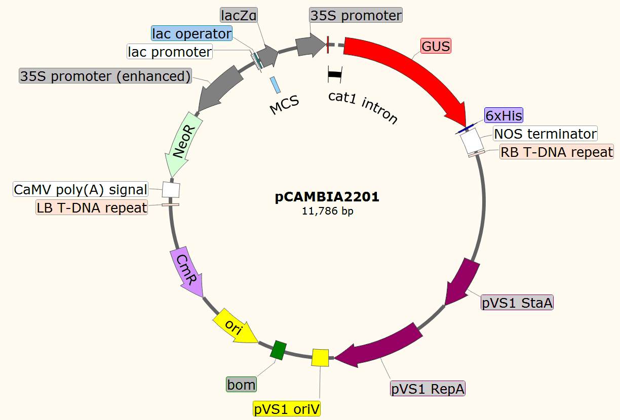 pCAMBIA2201載體圖譜