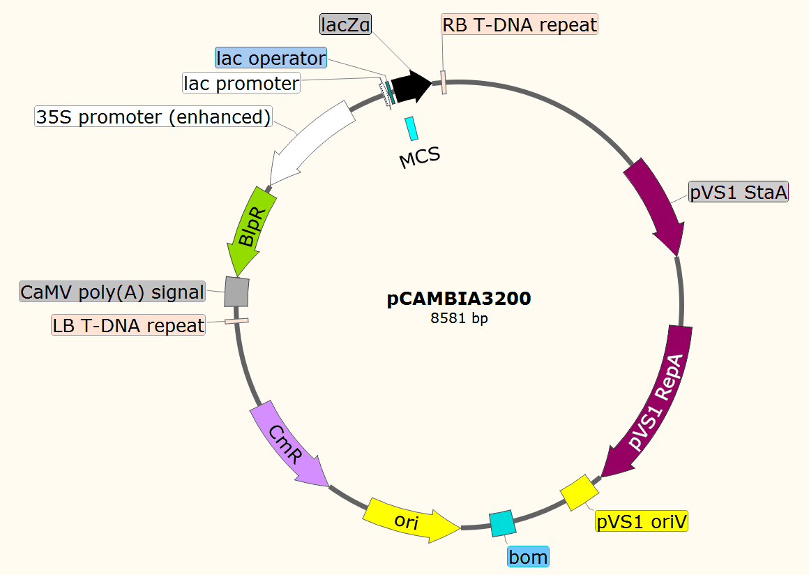 pCAMBIA3200载体图谱