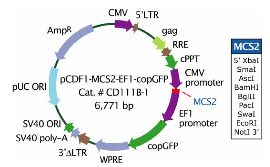 pCDF1-MCS2-EF1-copGFP载体图谱
