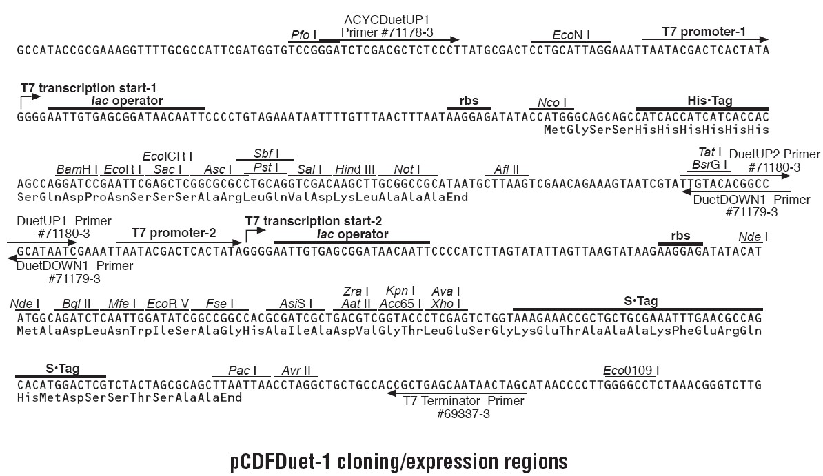 pCDFDuet-1多克隆位点
