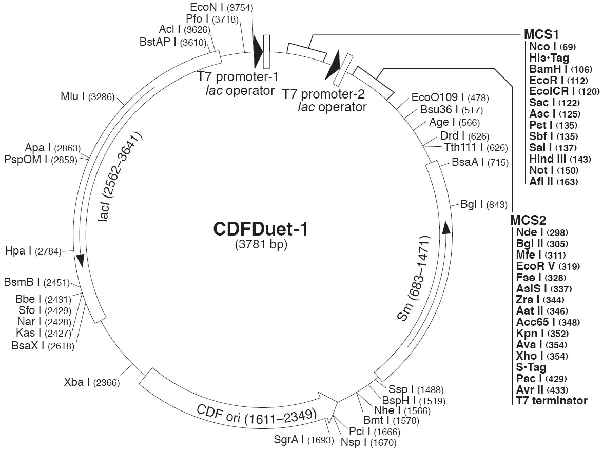 pCDFDuet-1载体图谱