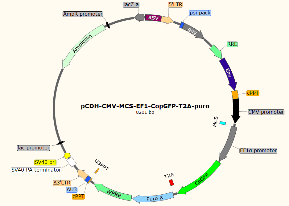 pCDH-CMV-MCS-EF1-CopGFP-T2A-puro載體圖譜