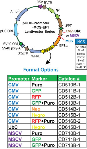pCDH-CMV-MCS-EF1-Hygro 載體圖譜