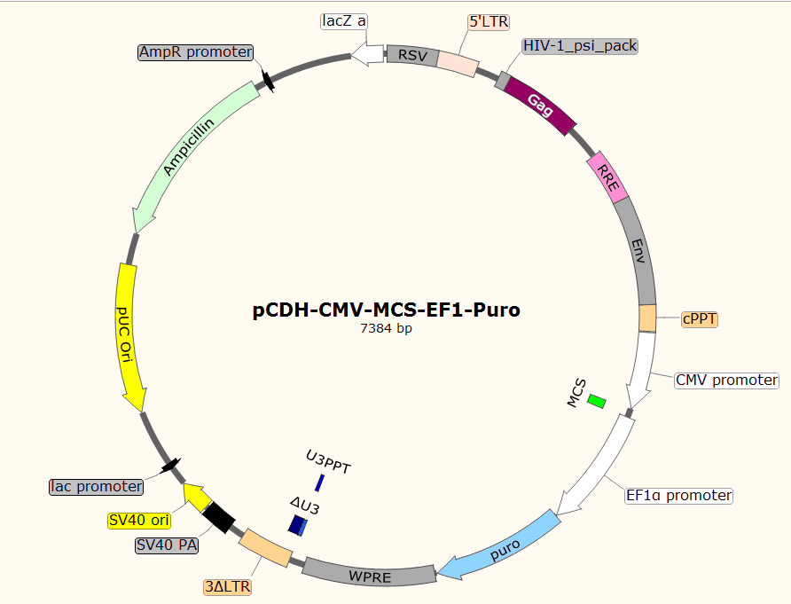 pCDH-CMV-MCS-EF1-Puro载体图谱