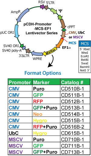 pCDH-CMV-MCS-EF1-RFP 载体图谱