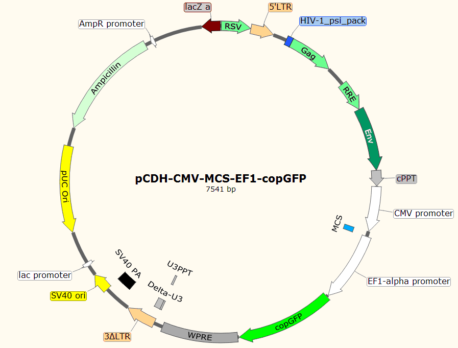 pCDH-CMV-MCS-EF1-copGFP载体图谱