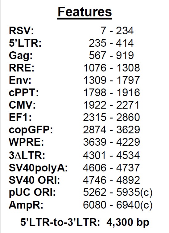 pCDH-CMV-MCS-EF1-copGFP载体特征