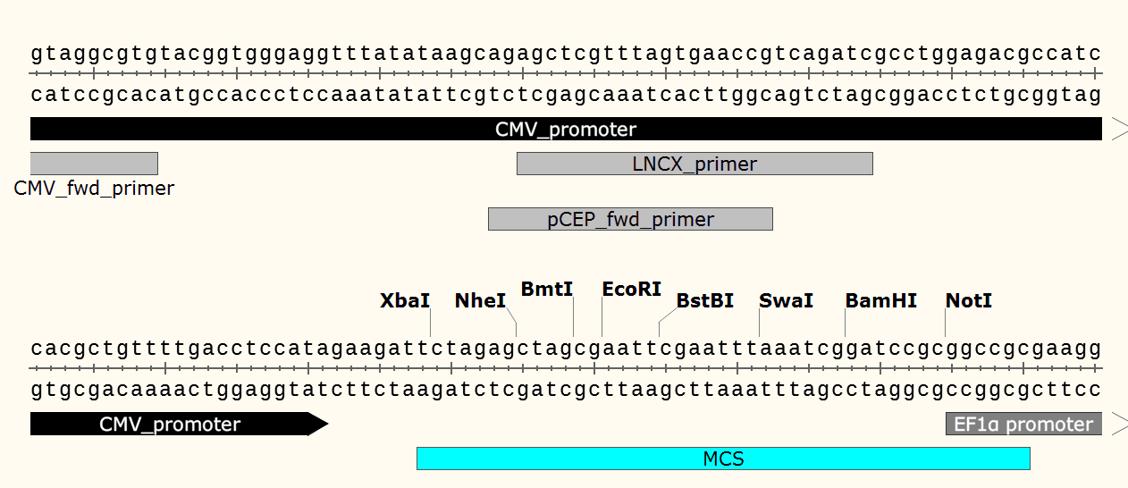 pCDH-CMV-MCS-EF1-copGFP-T2A-puro 多克隆位點(diǎn)