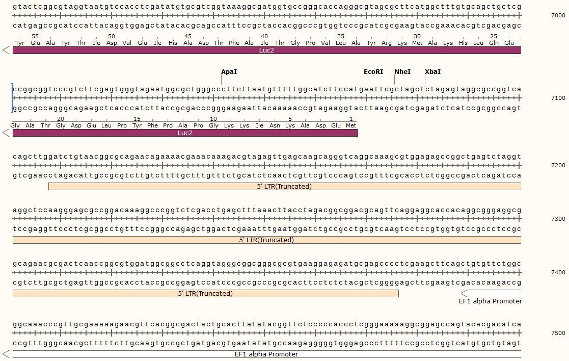 pCDH-EF1-Luc2-T2A-TdTomato多克隆位點(diǎn)
