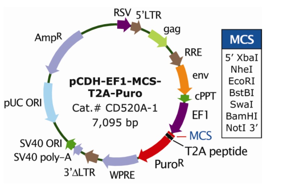pCDH-EF1-MCS-T2A-Puro载体图谱