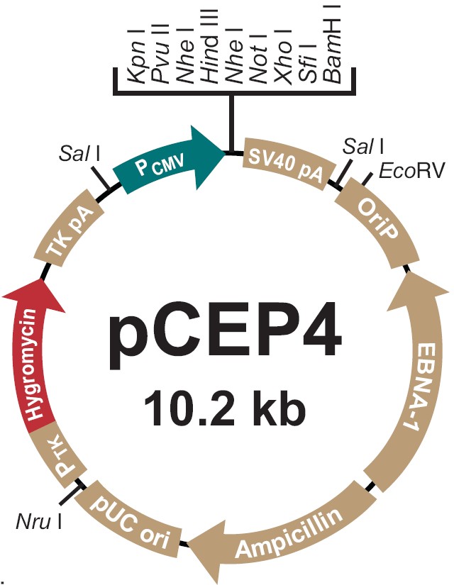 pCEP4載體圖譜