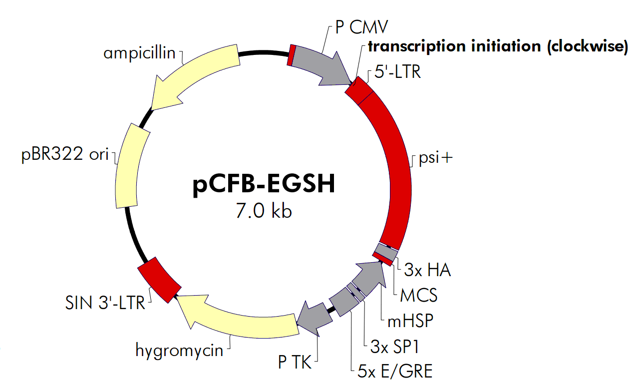 pCFB-EGSH载体图谱