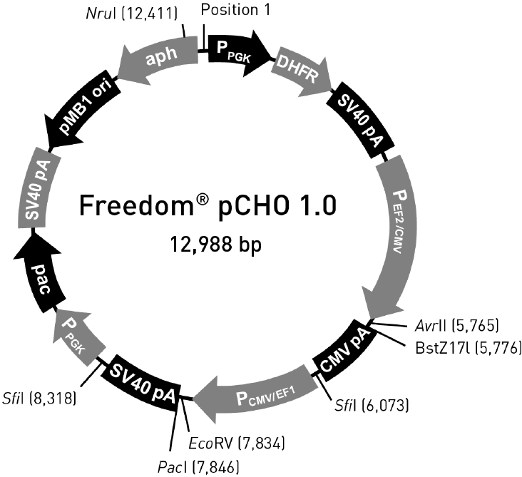 pCHO1.0载体图谱