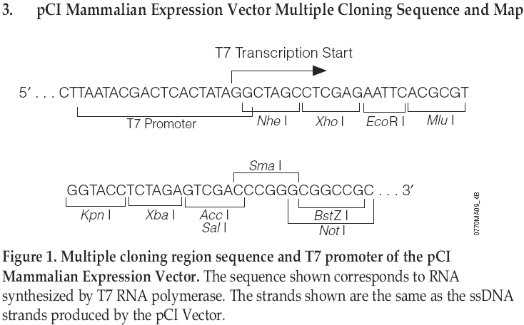 pCI多克隆位点