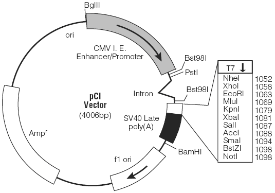 pCI载体图谱和多克隆位点