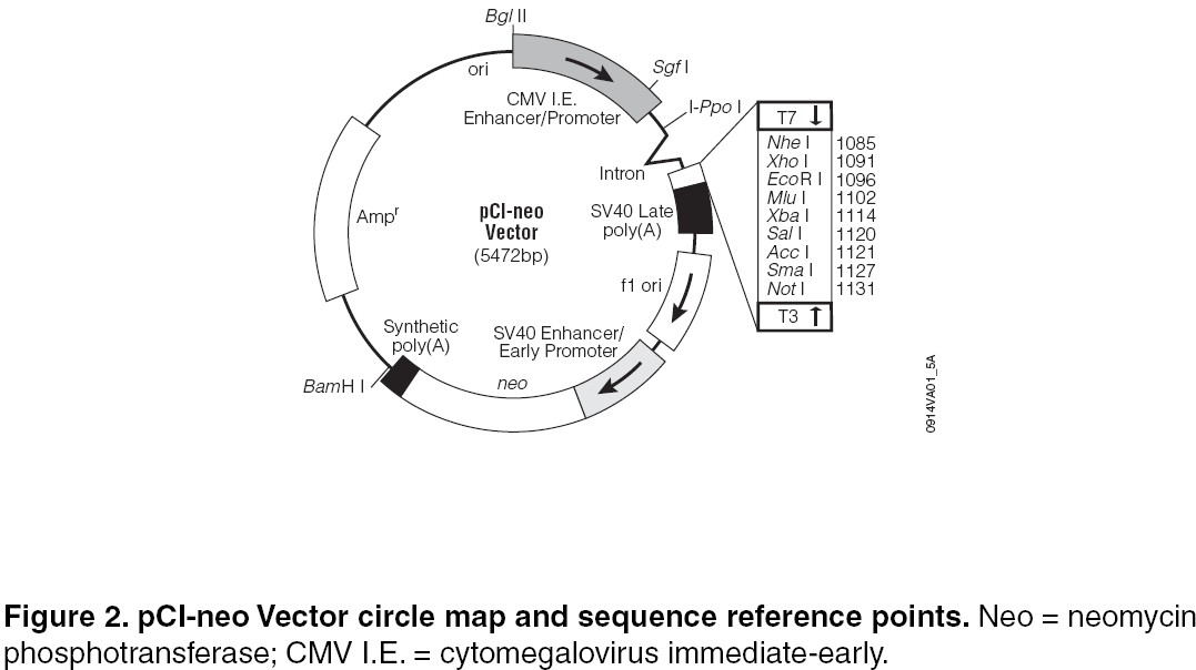 pCI-neo载体图谱