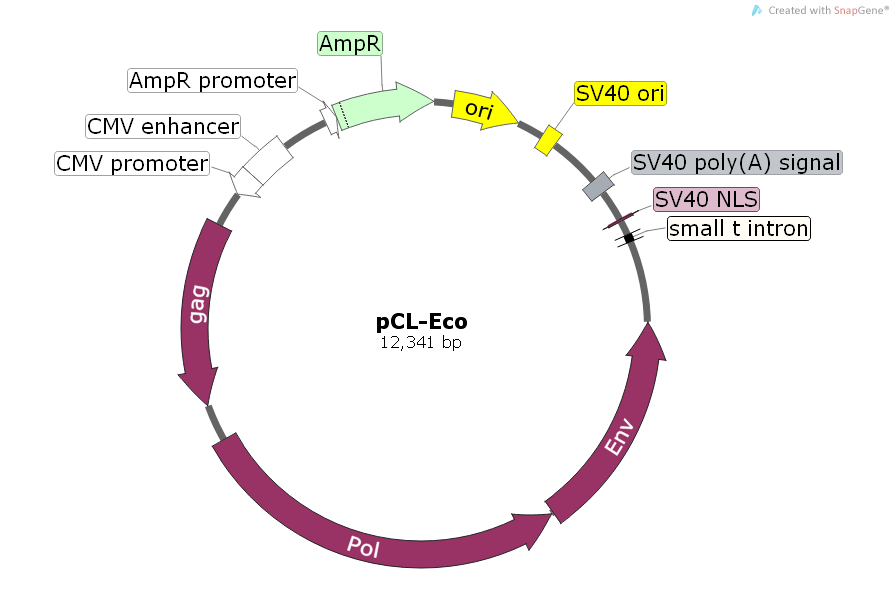 pCL-Eco载体图谱