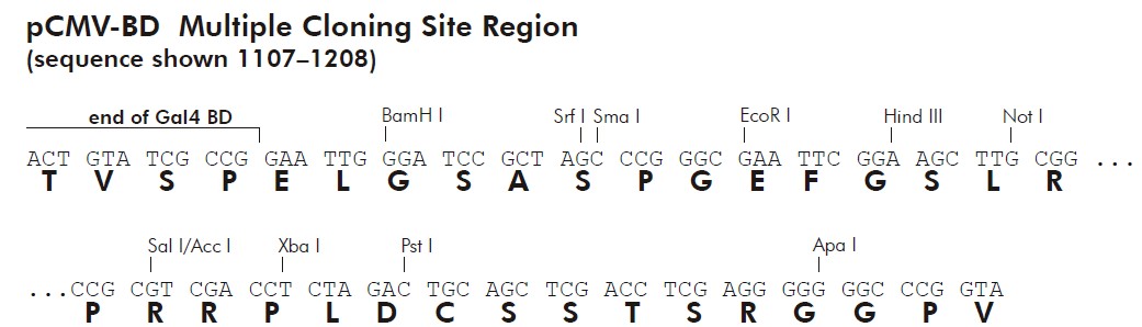 pCMV-BD多克隆位点