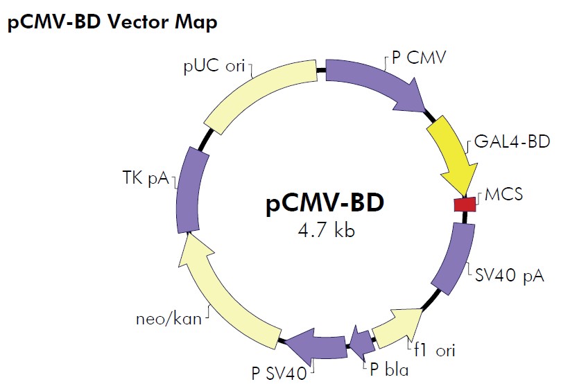 pCMV-BD載體圖譜